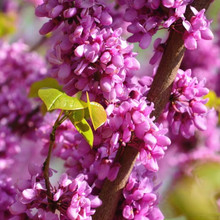 ���G����ͥԺ�������G������M�l�tͥԺ�е��G����ޱֲ����ľ