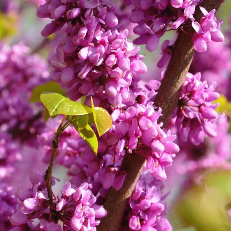紫荆树苗庭院花卉紫荆花播苗满条红庭院行道绿化紫薇植物苗木