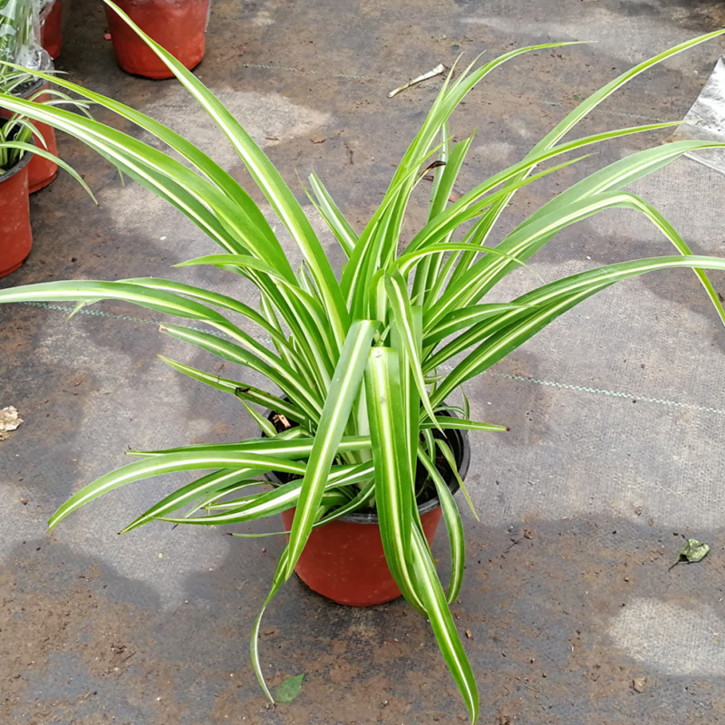 金边吊兰净化空气观赏植物金边吊兰室内吊兰盆栽绿植花卉量大优惠|ms