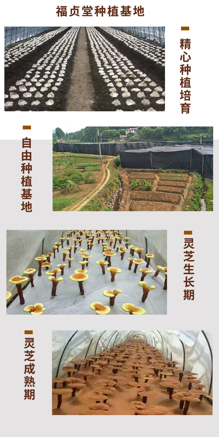 Changbai Mountain Red Reishi Slices Ling Zhi 赤芝 Ganoderma Sliced Dried Herb 250g Bag preparation
