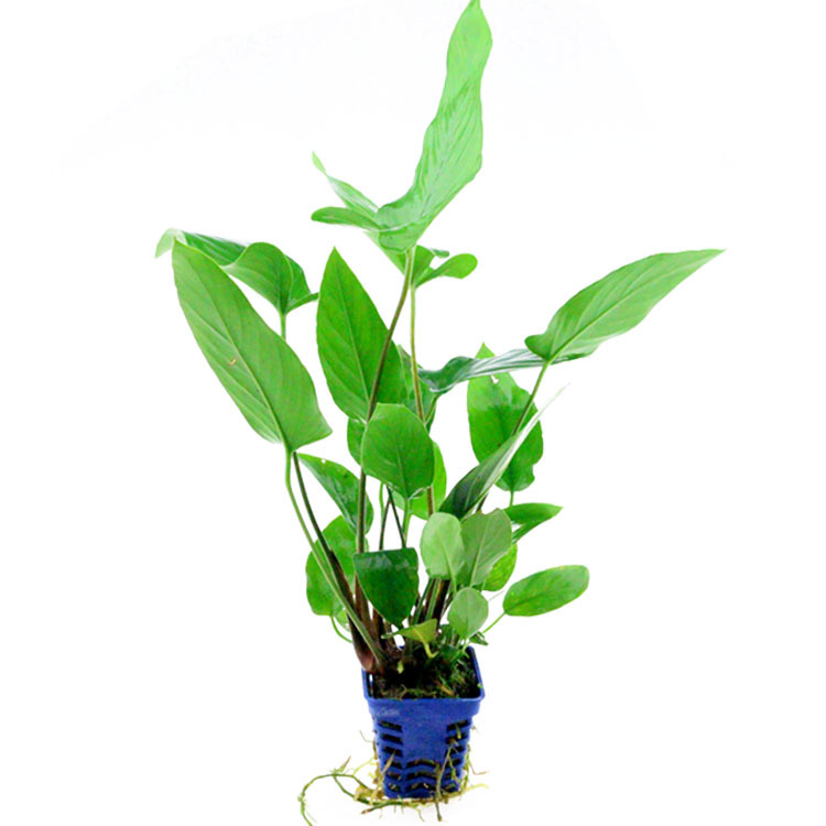 小燕尾榕活體真水草批發水族魚缸造景套餐懶人新手水榕光合水草