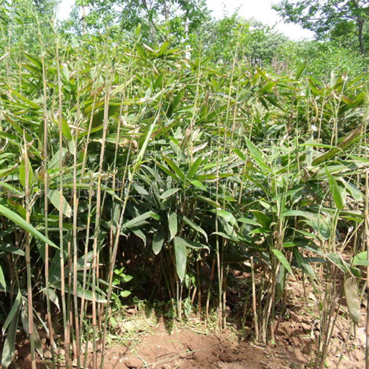 批发箬竹花 阔叶大叶竹 四季青 园林风景规格全 现货基地直销-阿里巴巴