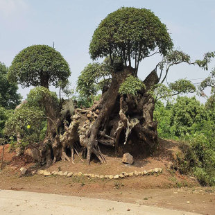 ���������Ř��� ��Ʒ�G������Ҏ���Rȫ���G��ľ�������Ի���ֱ�N