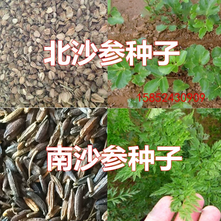 Высокое Качество Семена Radix Glehniae Семена Традиционной Китайской Медицины Семена Китайские Травяной Медицины Морские Семена Radix Glehniae Серебряная Полоса Женьшень Семена Nansha Glehniae