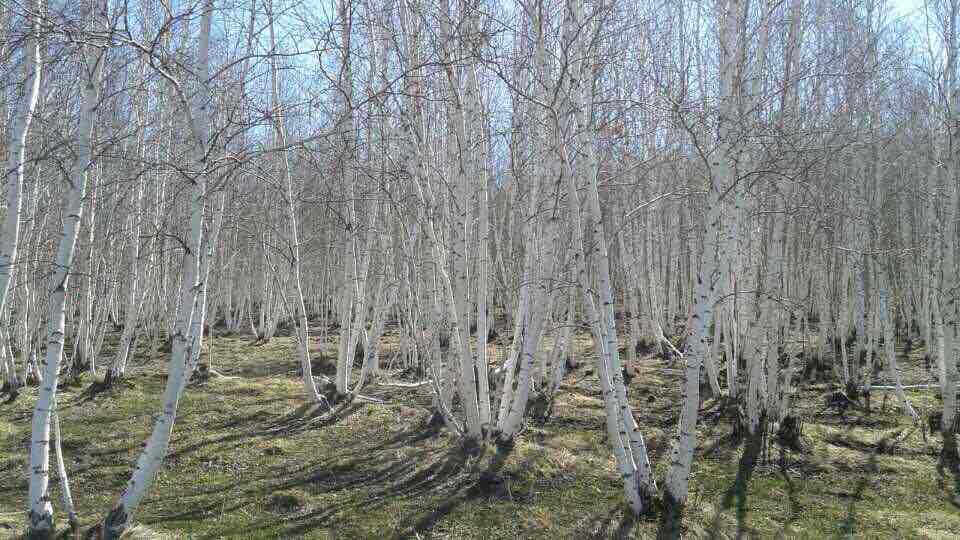 出售各种规格白桦树8cm一10cm一12cm及各种丛生白桦树苗 种苗花卉网