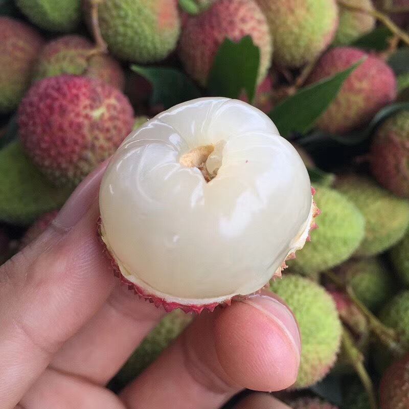 新鲜荔枝5斤装应季当季时令新鲜孕妇水果现货现摘现发中通冷链邮|ru