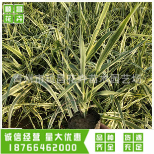 ���ݻ������l���~�J�� ͦˮֲ�� ˮ��ֲ���ؾG�����^ ���~�J��