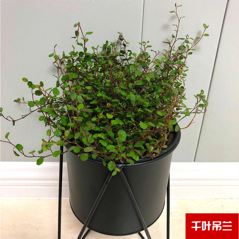 Planta verde de escritorio mayorista flor de oficina flor de rosa verde árbol rico base de plantas de maceta interior suministro image 9