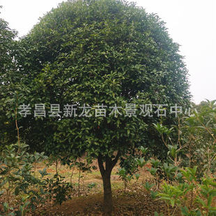 �@�־G����ľ8�¹𪚗U�ߵͷ�֦��ռ�ػ�ɽ��ع��@���^�㻨