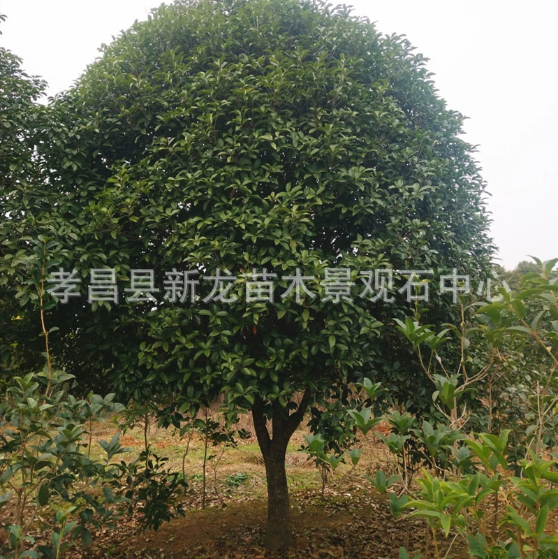 Оптовые саженцы османтуса занимают площадь османтуса Золотой османтус Серебряный османтус Четыре сезона саженцы османтуса двор Парк Сообщество Озеленение