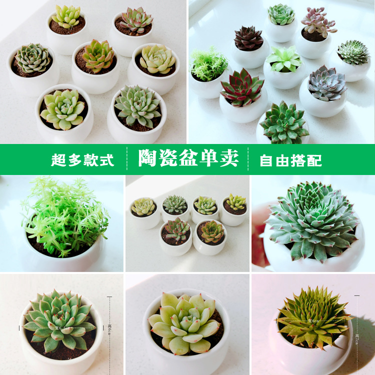 桌面创意小花盆 多肉盆栽用花盆 简约桌面花盆花器 白色陶瓷花盆