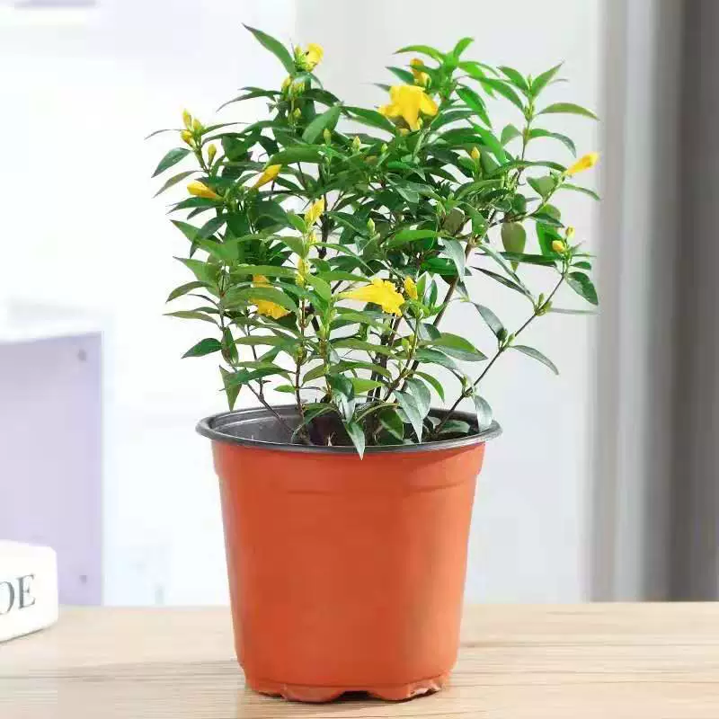 Французские духи Жасмин в горшке Ароматный Цветок двор висит вьющиеся растения Жасмин