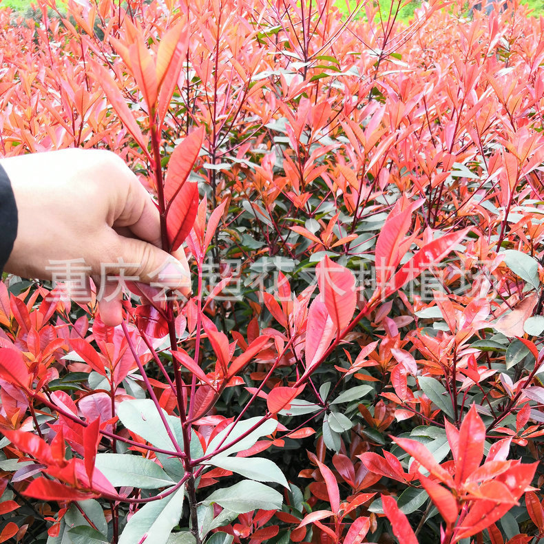 红叶石楠苗18