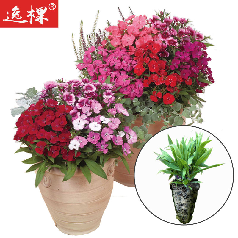 Perennial U.S.A Zhumiao Thrift Flower seedlings Four seasons Bloom balcony courtyard Flowering plants