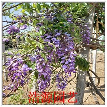 產地紫藤樹苗1-2公分紫藤小苗價格庭院攀爬多花紫藤現挖現賣
