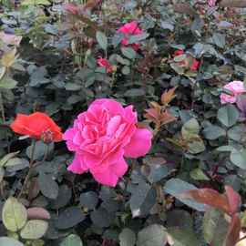 批发法国进口香水月季 切花月季花苗 花期长 盆栽月季 红帽子月季