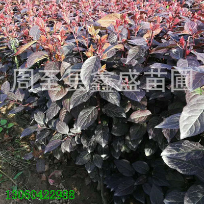供应密枝红叶李/营养钵装丛生红叶李降价处理 绿篱彩叶苗木|ms