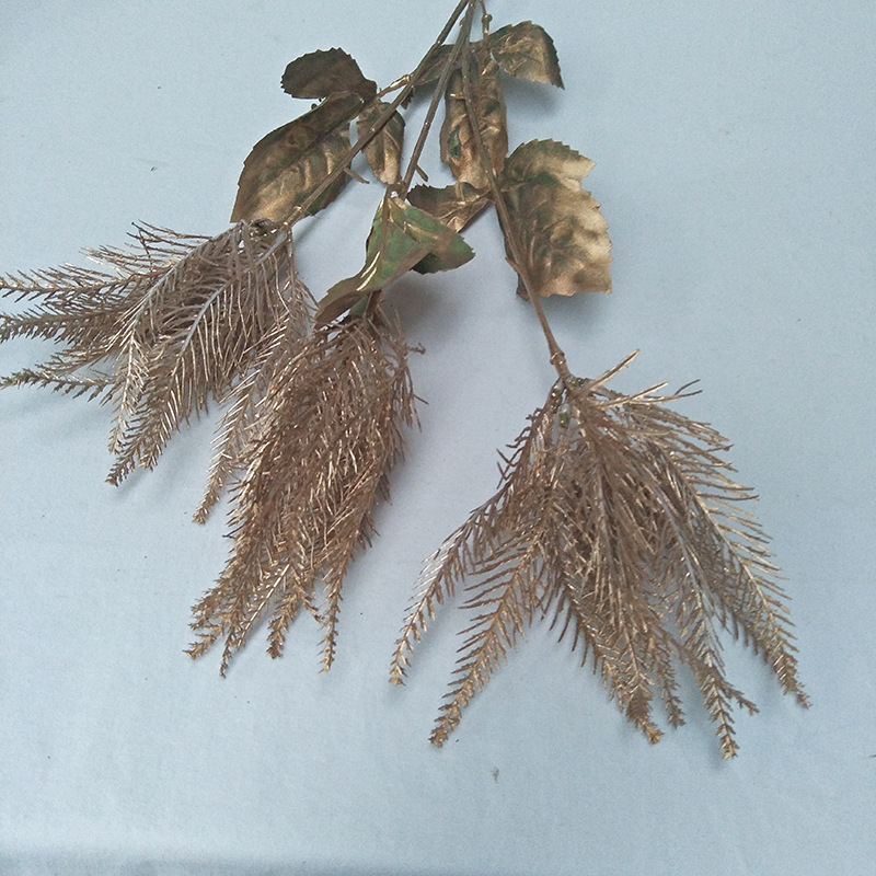 黄金色火焰草5.6