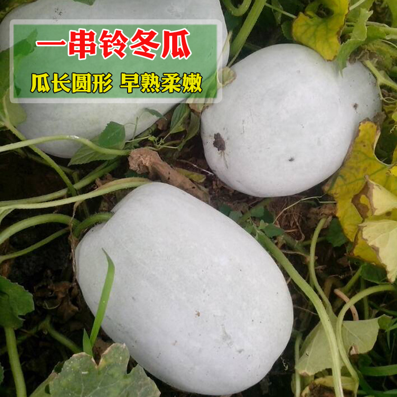 一串铃冬瓜阳台菜籽盆栽菜园小冬瓜串铃冬瓜种子秋季四季蔬菜种孑 阿里巴巴