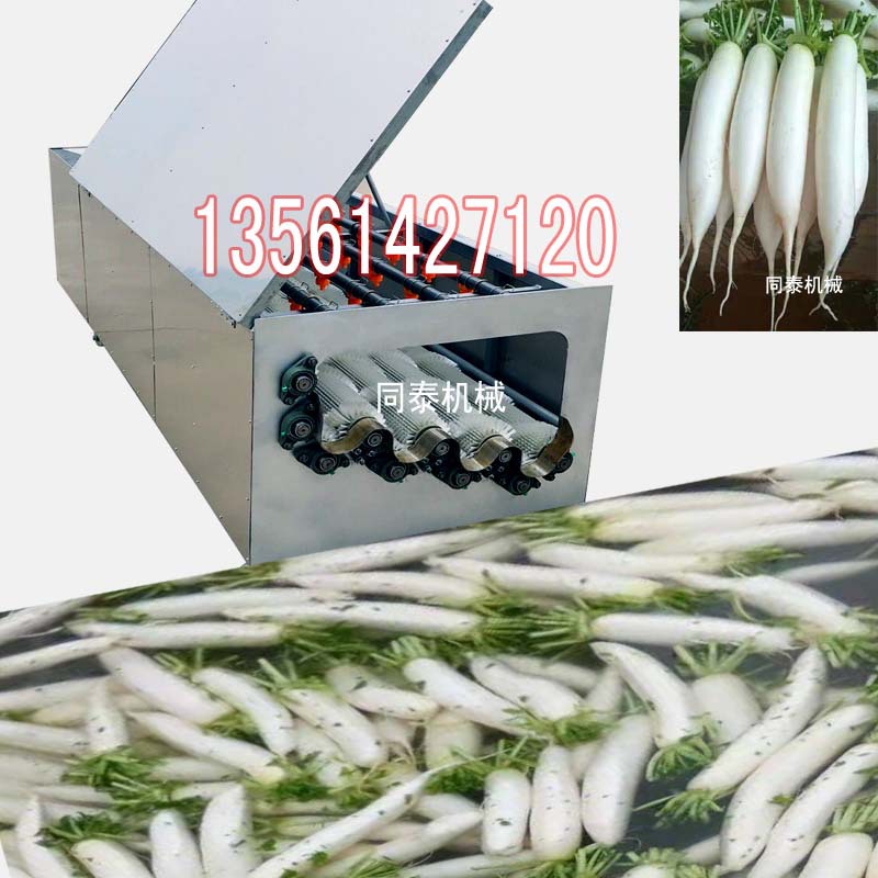 白萝卜清洗机13