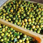 ������Ƥ���9������ˮ����ժӦ���и�С���ӽ����������