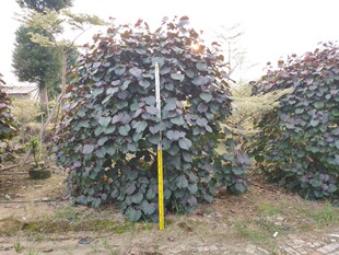 910供应 丛生红叶黄槿 紫叶黄瑾 2-3米高 彩叶绿化树 基地直销-阿里巴巴