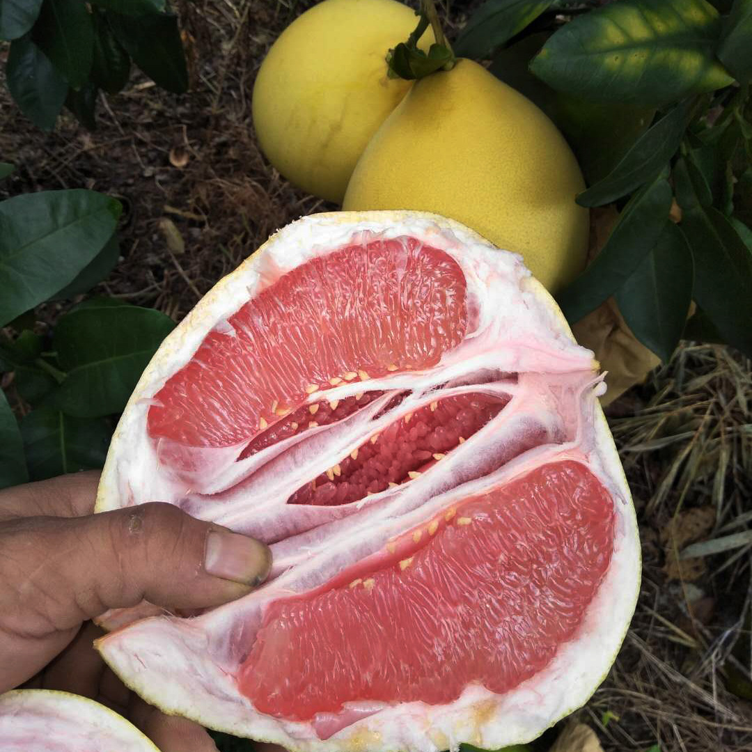 三紅柚平和琯溪蜜柚紅心柚果園現摘新鮮水果産地直銷壞果包賠