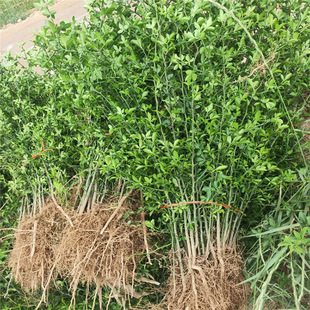 ��������ع���30����50����1�׸߾G�h�F�h�����ך���������