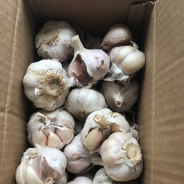 supply 2021 Garlic Exit quality 11 element/Jin Minimum order quantity 4 catties