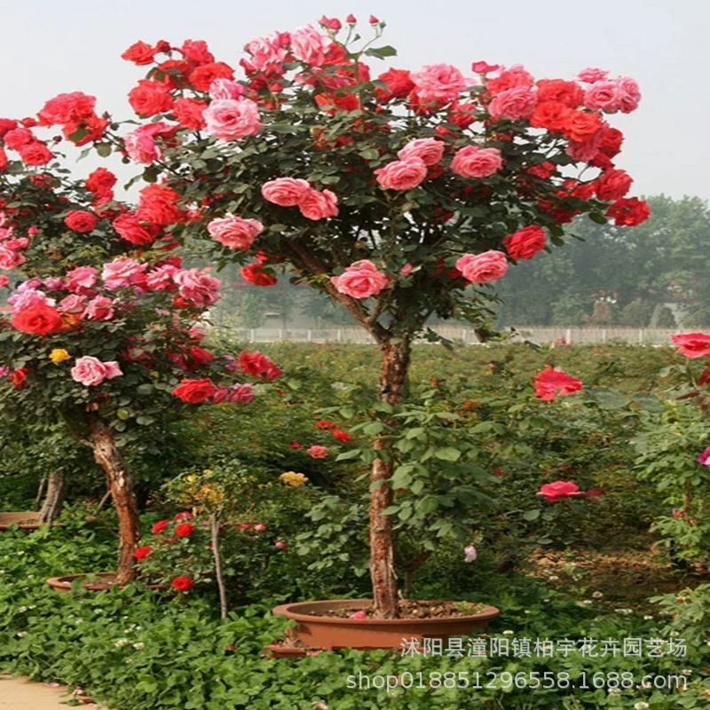 Прививка в форме дерева розы в форме дерева роза большой цветок розы саженцы роз горшечные растения цветы Four Seasons цветение
