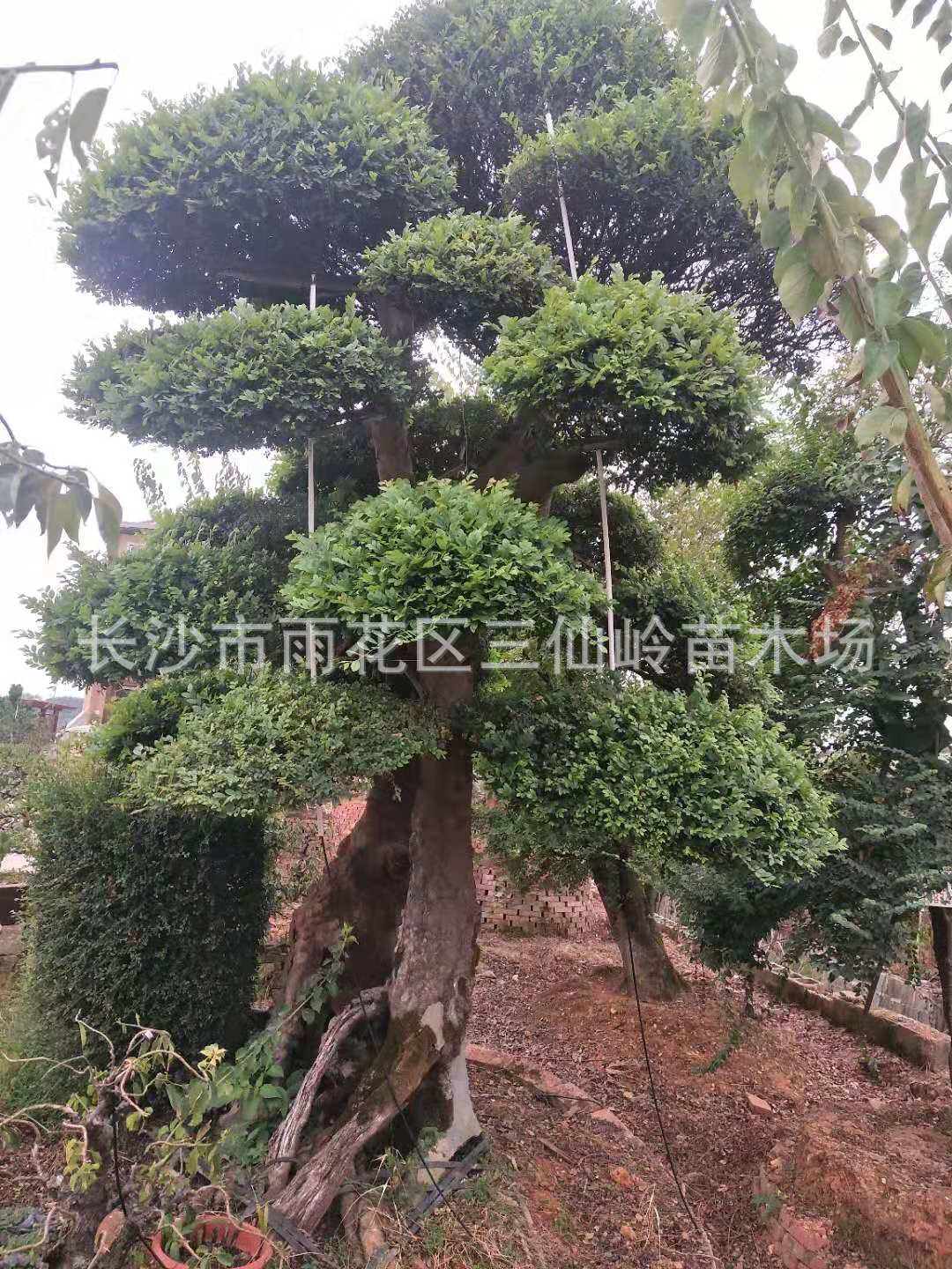 造型榆樹