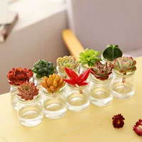 Суккулентные растения Гидропоника Yulu Hydroponic Package Горшок Водные растения Комнатные суккулентные растения