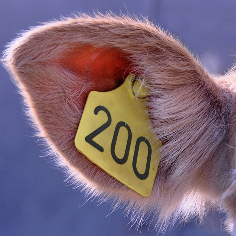 Etiqueta de oreja de cerdo láser con palabras tres colores Etiqueta de oreja de cerdo opcional con número de identificación TPU material Placa de número de oreja de cerdo inmune