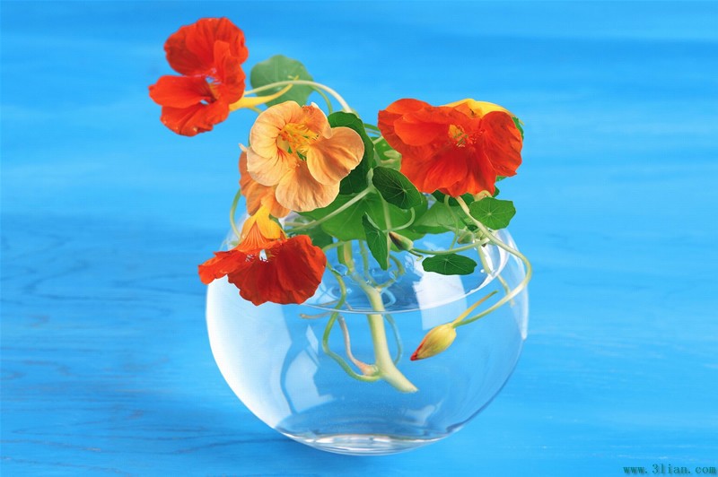 如何用假水ab胶插花 如何用假水ab胶插花