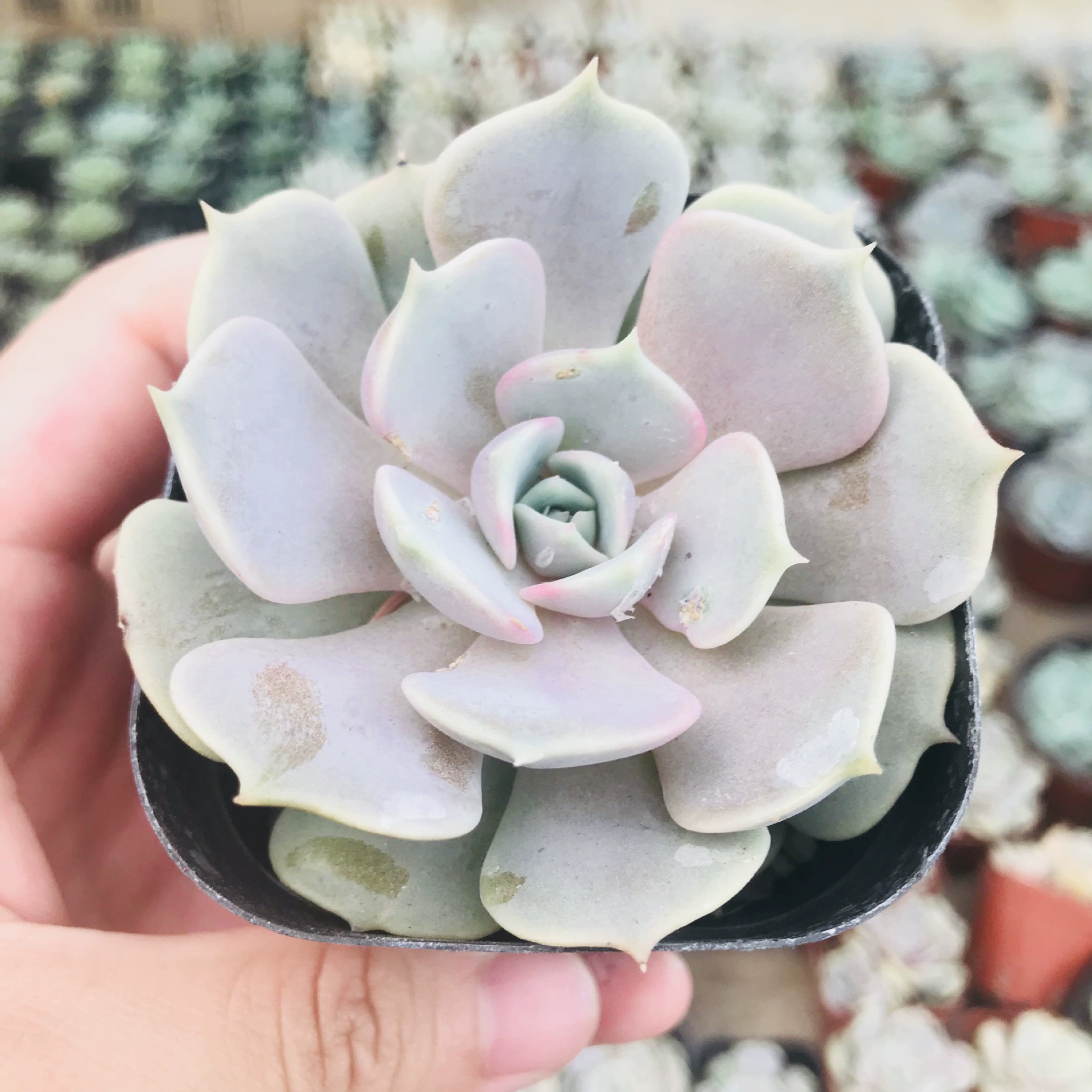 Суккулентные растения Луна Мясистые мясные растения в горшках Офис Мясистые Комбинированные цветы Поглощают формальдегид