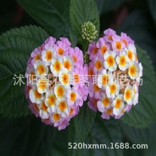 lľܷNӰlѿʸ ɫ÷N ~÷N ɫ