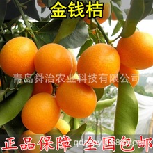 小果树苗木 小果树苗木批发 促销价格 产地货源 阿里巴巴