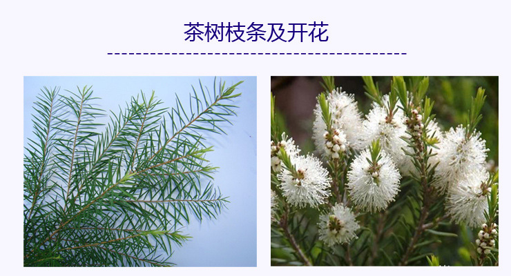 无勾兑茶树精油单方互叶白千层油护肤按摩精油原料批发茶树油精油-阿里巴巴