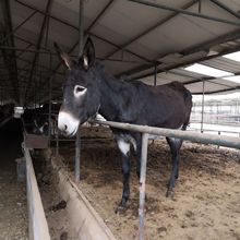 肉驴品种那个好 德州驴苗多少钱一头 河北周边去哪里买驴苗