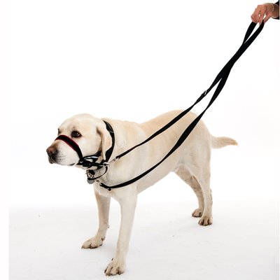 Pets Supplies New products Explosive money Pets Leashes Muzzle Traction rope Dual-use Dog rope Foreign trade goods in stock Manufactor Direct selling