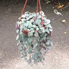 [Base direct batch] One inch of heart, one inch of heart brocade small suspension, ornamental succulent plant love