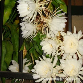 盆栽;乔木;灌木