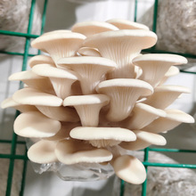 ��ƽ��Ģ���Nֲ��ʳ�þ������N�����N���̨Ģ�����Nֲ��Ģ������