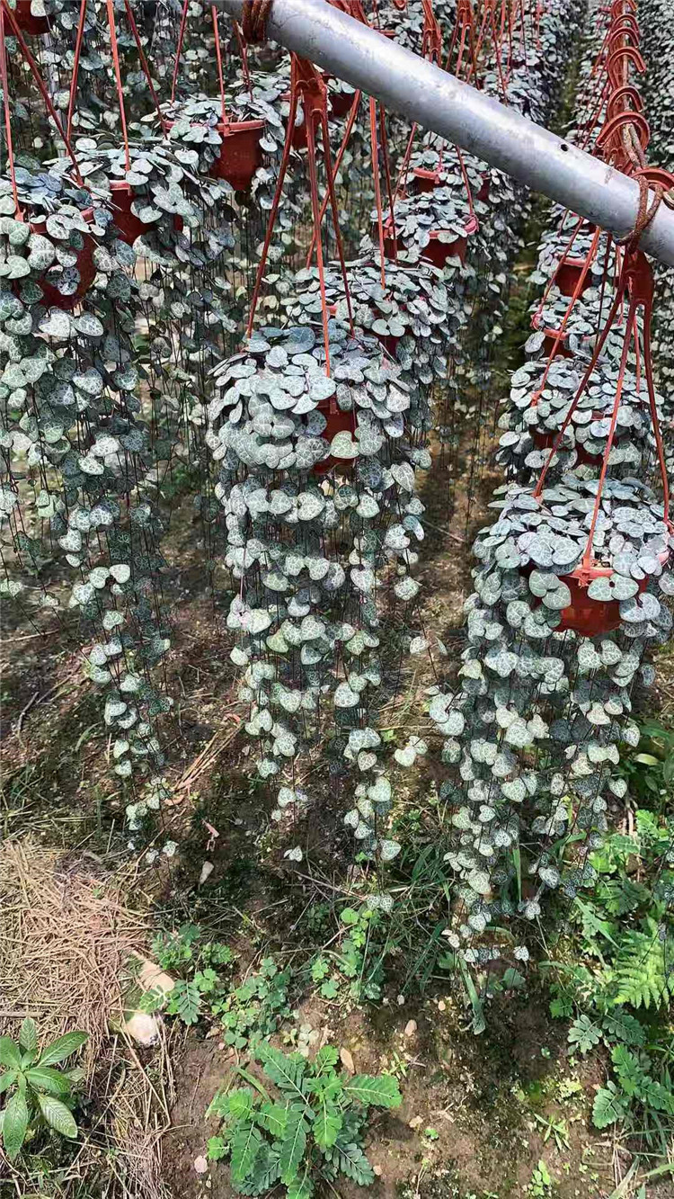 O1CN01tosUeE1rwoXWLS3AF_!!1105