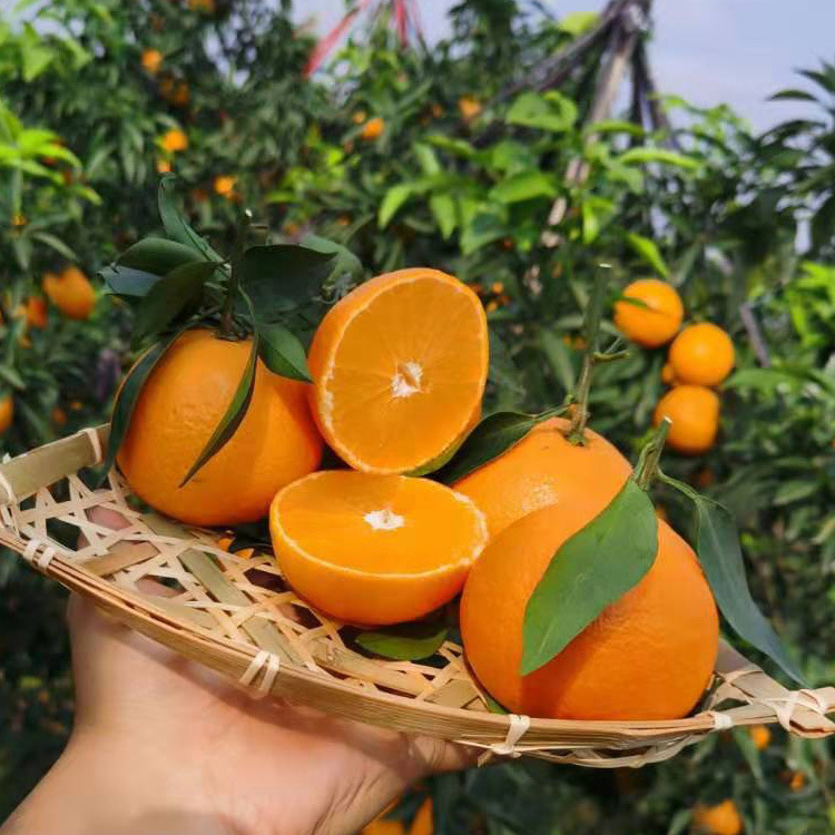四川眉山爱媛38号果冻橙-新鲜采摘发货一件代发诚招代理