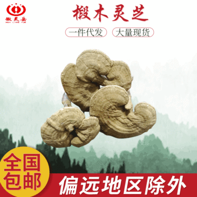大别山椴木灵芝 可供50吨 椴木灵芝 大别山灵芝统货批发 量大咨询|ms
