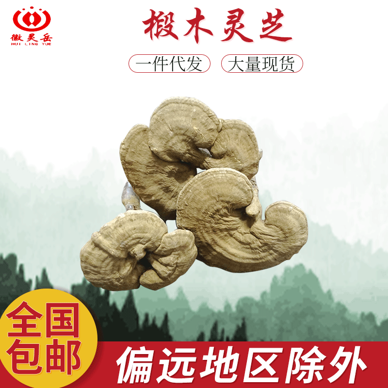 大别山椴木灵芝 可供50吨 椴木灵芝 大别山灵芝统货批发 量大咨询|ms
