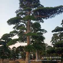 【杜松树】_杜松树品牌/图片/价格_杜松树批发_阿里巴巴