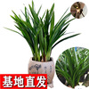 orchid Black Belt Bud highly flavored type Chinese Cymbidium Cymbidium indoor a living room Office flowers and plants Green plant Clean air