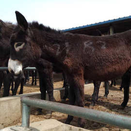 济宁肉驴养殖场 德州驴苗多少钱一头 繁殖架子驴产品